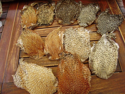 COU DE COQ DE PECHE
